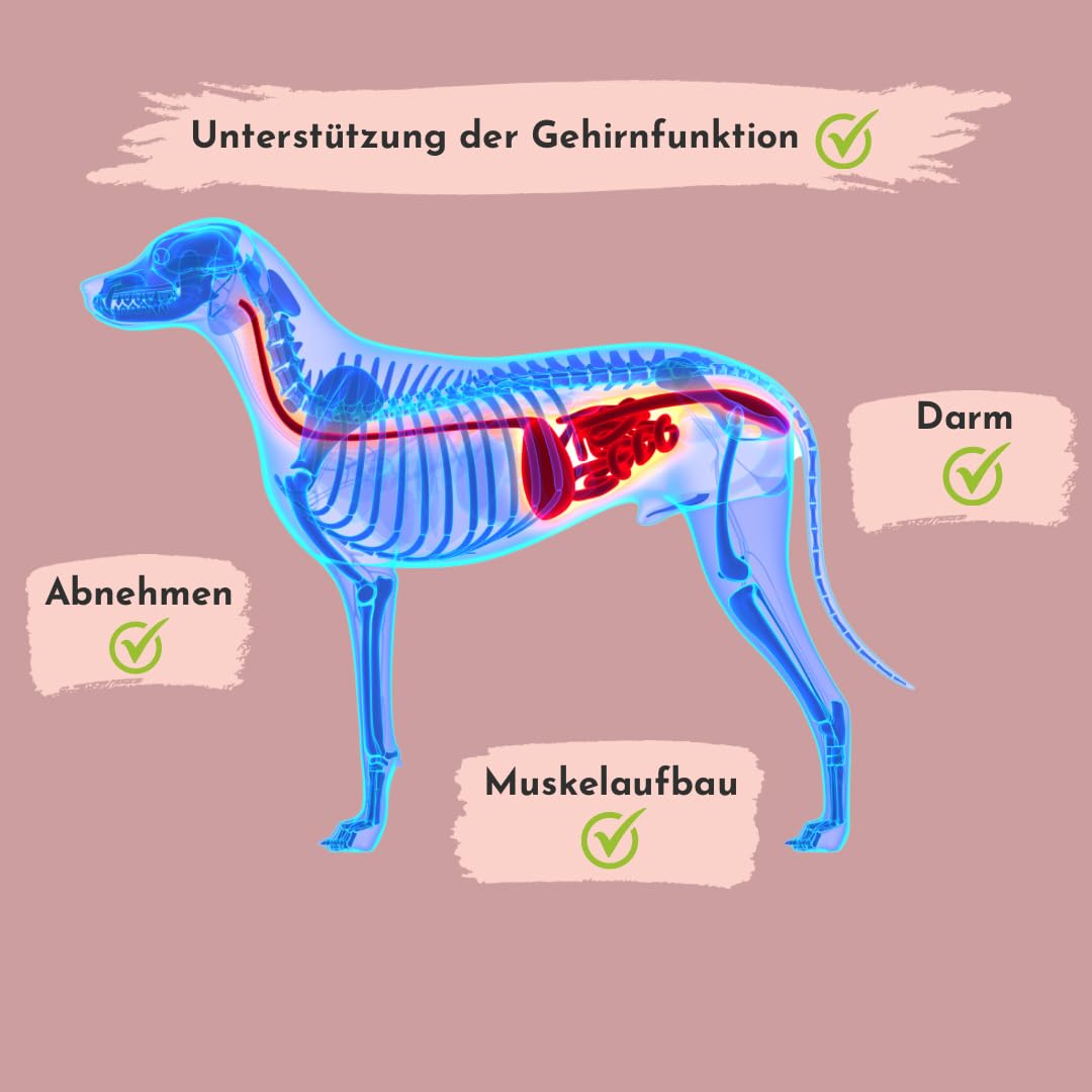 L-Glutamin für Hunde - 2X 90 Kapseln für bis zu 6 Monate - Aminosäuren wie Glutamin können dabei unterstützen, das Immunsystem zu stärken, ohne unerwünschte Zusätze, Aromen oder Farbstoffe