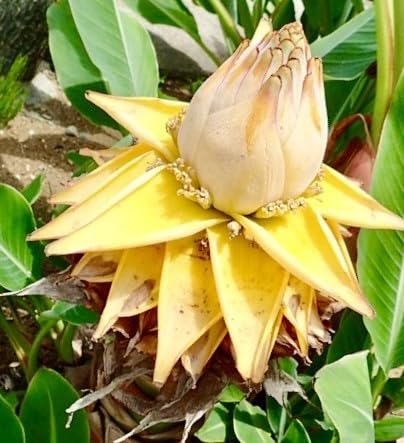 Amazon.co.jp: 2 チュウキンレン 地勇金蓮 チャイニーズイエローバナナ