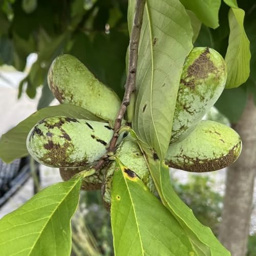Semi di banano indiano, semi di per il giardino acquistare semi di papaia, banana indiana, frutteto, verdi rustiche per balconi 10pcs