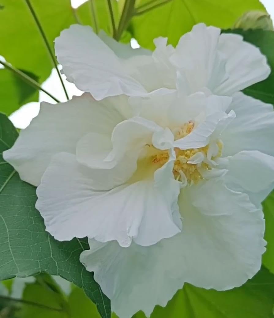 Rare White Sthal Kamal/Land Lotus Flower Live Plant Pack Of-1 Healthy Padma Flower Plant-image-30