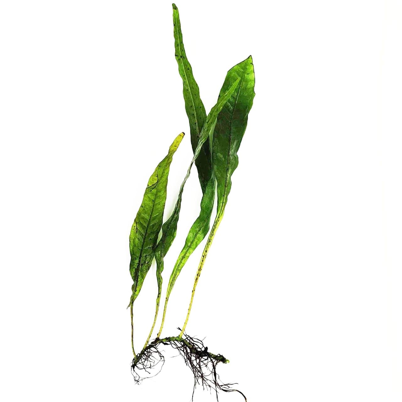 Java Fern Water Fern Live Aquarium Plant Leptochilus Pteropus Microsorum Pteropus for Freshwater Fish Tank & No CO2 Beginner Setup 10-20 Cm Size (5 Healthy Live Farn Plant)-image-8