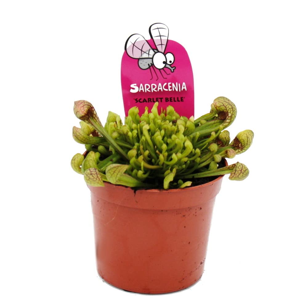 Schlauchpflanzen-Trio 3 verschiedene Sarracenia-Pflanzen im Set Fleischfressende Pflanzen 9cm Topf