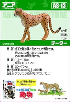 チータ　Cheetah F65-1-1 LAMBORGHINI CHEETAH #多美小汽車 #多美卡 #青箱トミカ