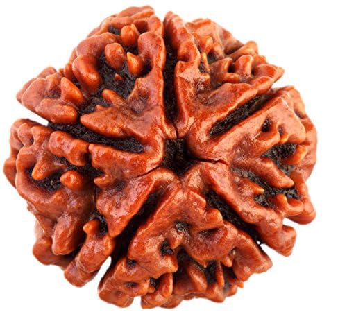 SAISAYA RUDRAKSHA, 5 Mukhi Rudraksha with certificate, 5 Mukhi Original Rudraksha Lab Certified, 5 Mukhi Rudraksha (Brown) Color, 5 Mukhi Rudraksha 15-18 mm Size AAA++ Quality for Men & Women.(25)