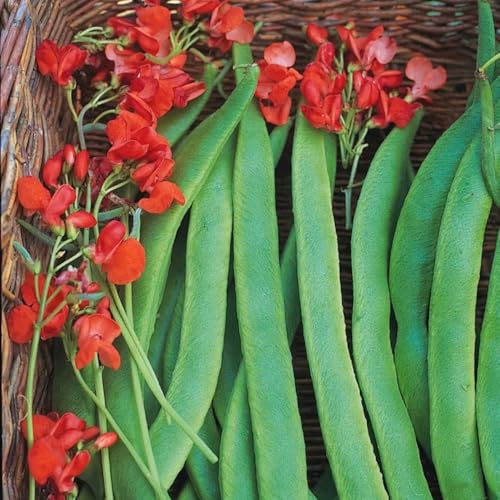 Semillas de frijol de enrame orgánicas, semillas de frijol jardín de hierbas plantas de interior semillas de plantas de flores de verano Plantas para lugares soleados Plantas vegetales 150pcs