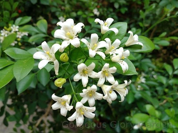 Gorgeous Glory Garden Live Murraya paniculata Madhu Kamini Flower Live Plant With Pot Outdoor Garden Decor Live Plant With Pot (B0D5Z19XK9) Amazon Price History, Amazon Price Tracker