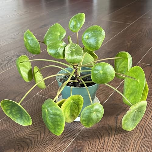 Semillas de pilea peperomioides - glückstaler - exóticas decoración de jardín para exterior de lecho elevado de balcon verdes 35pcs