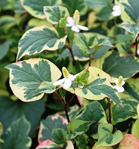 WASSERPFLANZEN WOLFF - 4er-Set im Gratis-Pflanzkorb - Houttuynia...