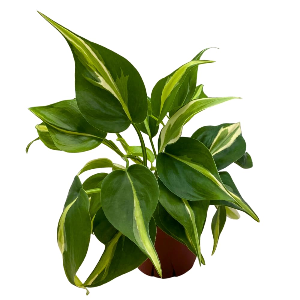 birds nest snake plant Snake Plant – Bird's Nest | Low Maintenance Air-Purifying Plant main image 0