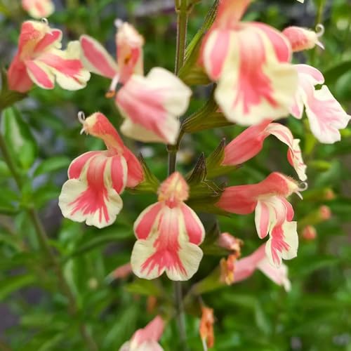 Semi di salvia, semi di amici Salvia greggii, per giardino giardino rare selvatiche da roccioso resistenti da balcone 150pcs