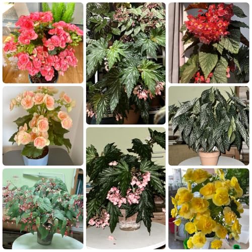 semillas de begonia, semillas de begonia, Las plantas de jardín son resistentes. Begonia grandis, Las plantas de jardín son plantas perennes resistentes. Plantas resistentes al 30pcs