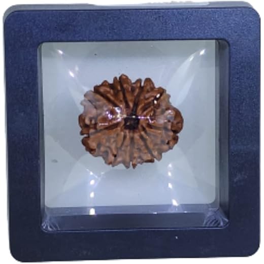 PUSHKARA 9 Mukhi Rudraksha Pendant - Certified