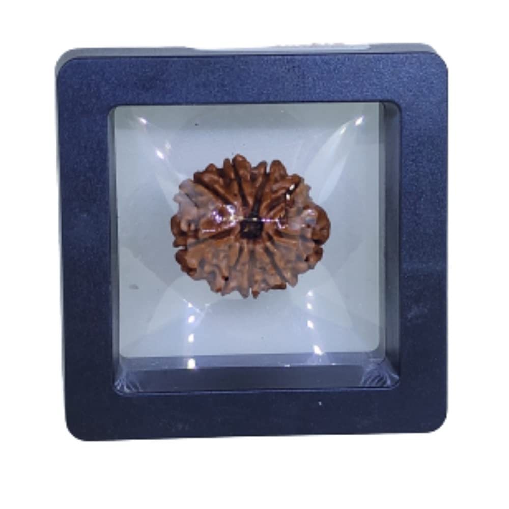 NATURAL 9 MUKHI RUDRAKSHA CERTIFIED - NEPAL | BROWN | PJTL9M01 - ASTROLOGICAL BENEFITS - UNISEX PENDANTS - POSITIVE ENERGY FOR MEN & WOMEN