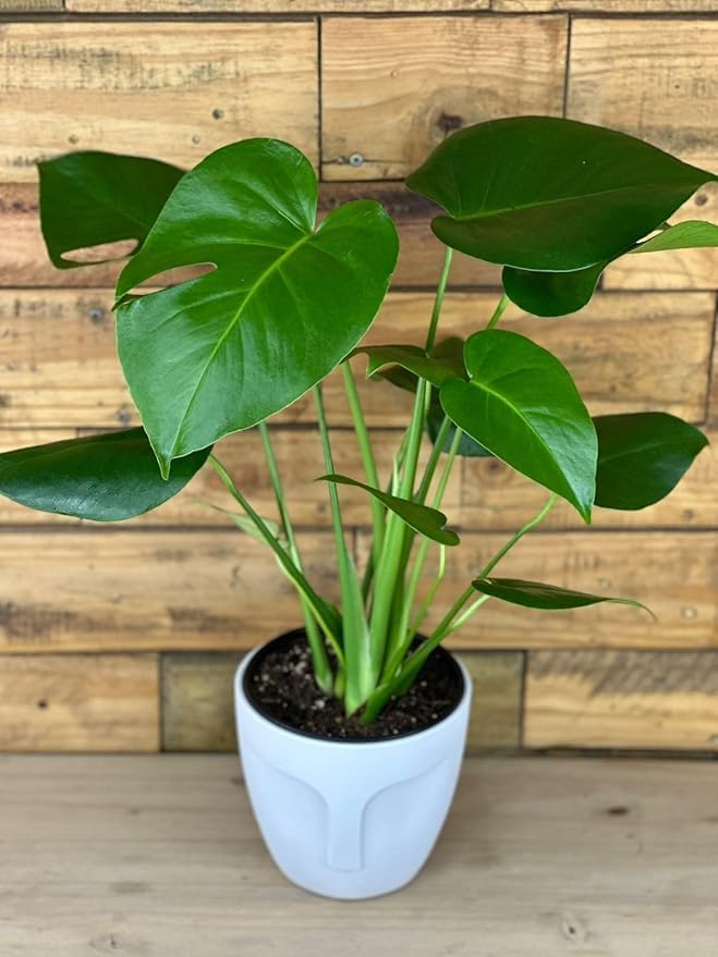 Image of Original Monstera Deliciosa Live Plant with Grow Bag and Pot | Air Purifying Tropical Indoor Houseplant | Lush Green Foliage Plant for Home Office Living Room Garden Decor | Indoor Plant Pack of 1