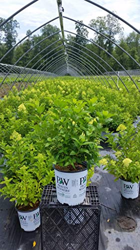 Proven Winners - Hydrangea Pan. 'Limelight' (Panicle Hydrangea) Shrub, White/Lime To Pink Flowers, #2 - Size Container #TOP3