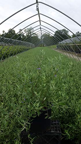 Caryopteris X cland. \'Dark Knight\' (Blue Mist Shrub) Shrub, purplish-blue flowers, #3 - Size Container - Thumbnail 4