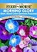 Ferry-Morse 1094 Morning Glory Seeds, Giant Mixed Color (1.5 Gram Packet)