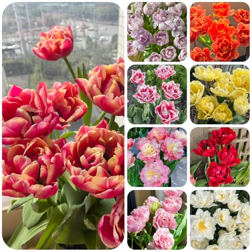 Bulbi di tulipano perenni resistenti, interno esterno 5pcs