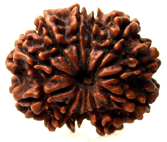 10 Mukhi Rudraksha Nepali Prayer Beads 10 Face Rudraksh Original ...