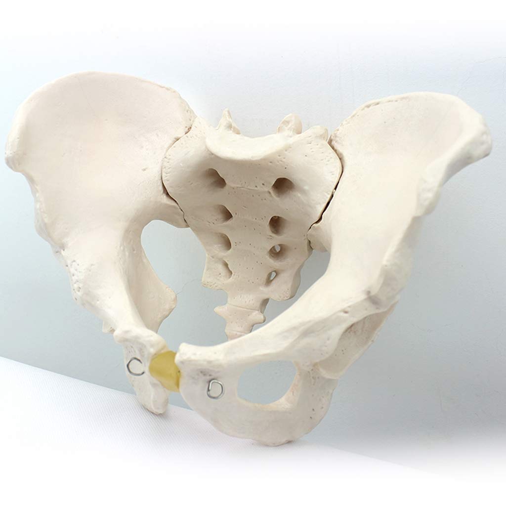 Sjdopulse Men's Pelvis Model - Pelvic Anatomical Model Human Anatomy Science Models - Medical Educational Pelvic Anatomical Model - For Study Display Teaching Medical Model