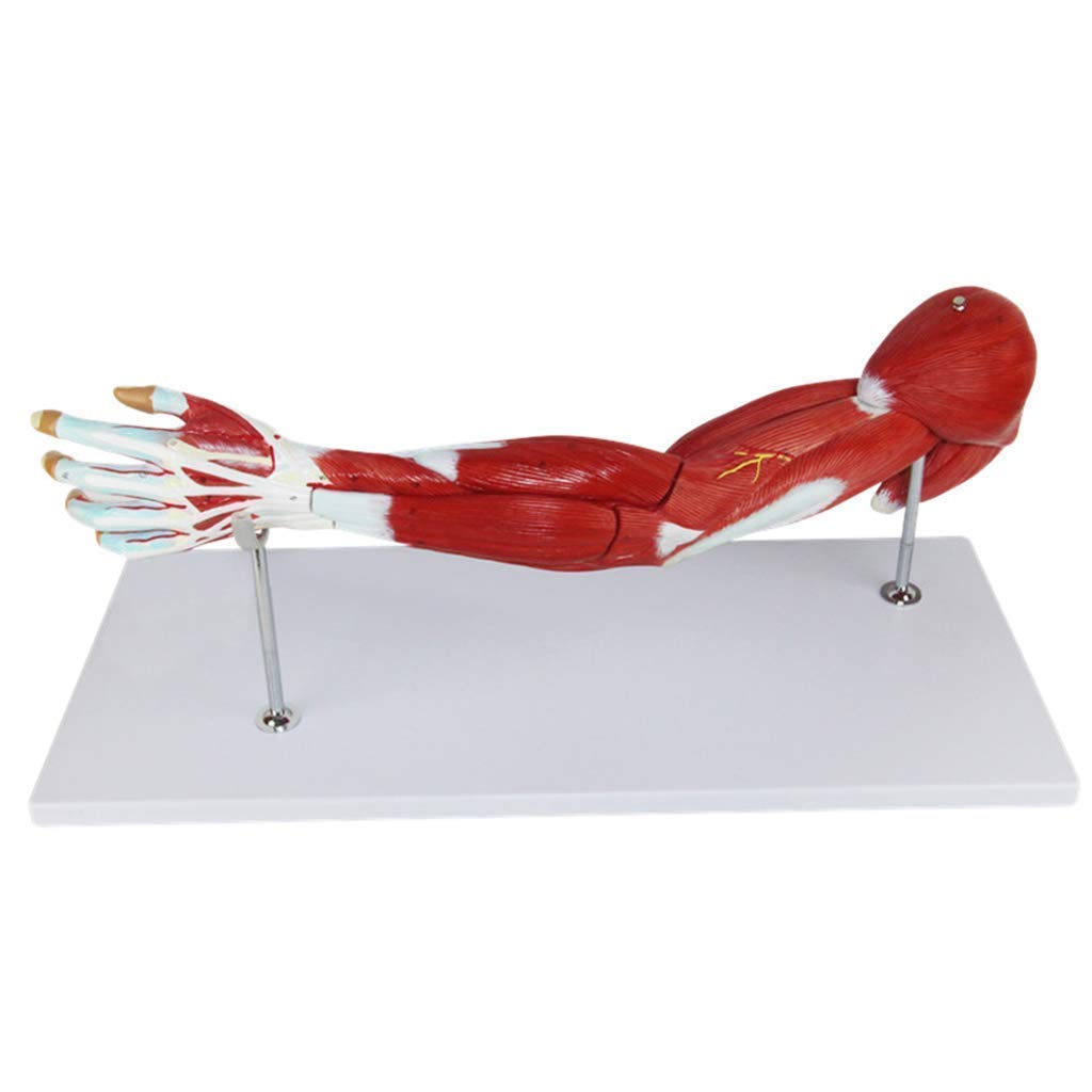 Anatomiczny Model Ciała, Model Szkieletowy, Modele Nauki Ludzkiej, Model Mięśni Górnego, Modelu Nerwu Naczyniowego, Ramię, Materiał PCV, Medyczne Pomoce Dydaktyczne Dla Medycznych