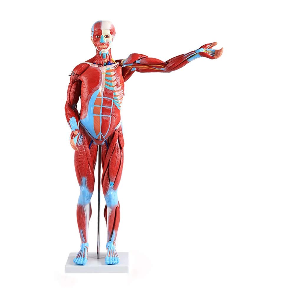 Buy Skeleton 80cm Human Muscle Anatomical Model Human Torso Anatomical