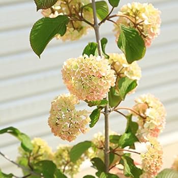 おおでまり Amazon.co.jp: 庭木・植木：ピンクオオデマリ*(おおでまり