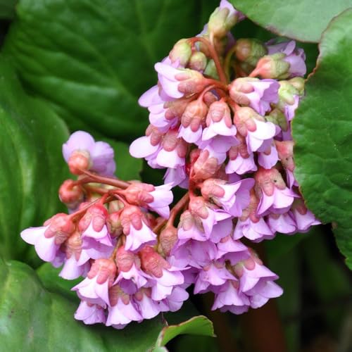semi di bergenia di medicinali, balcone di bergenia balcone giardino, perenni resistenti da giardino 300pcs