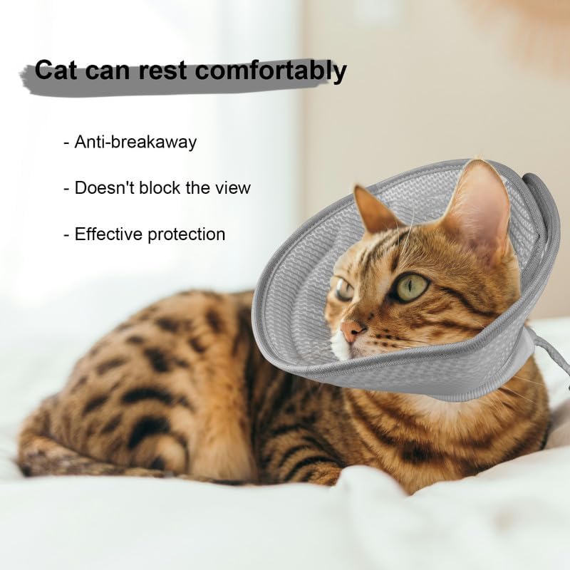 Pisică mulțumită cu gulerul protector într-un mediu natural