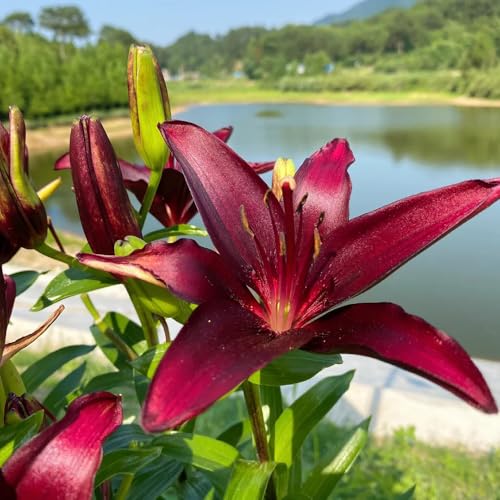 bulbi di gigli resistenti - giardino indoor 4pcs