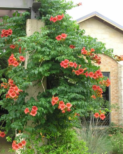 See full amazon price history chart for Mphmi Live Plants Nursery Garden Madame Galen Trumpet Vine - Plant Mphmi Live Plants Nursery Garden Madame Galen Trumpet Vine - Plant (B0BV2SVT87) Amazon Price History, Amazon Price Tracker