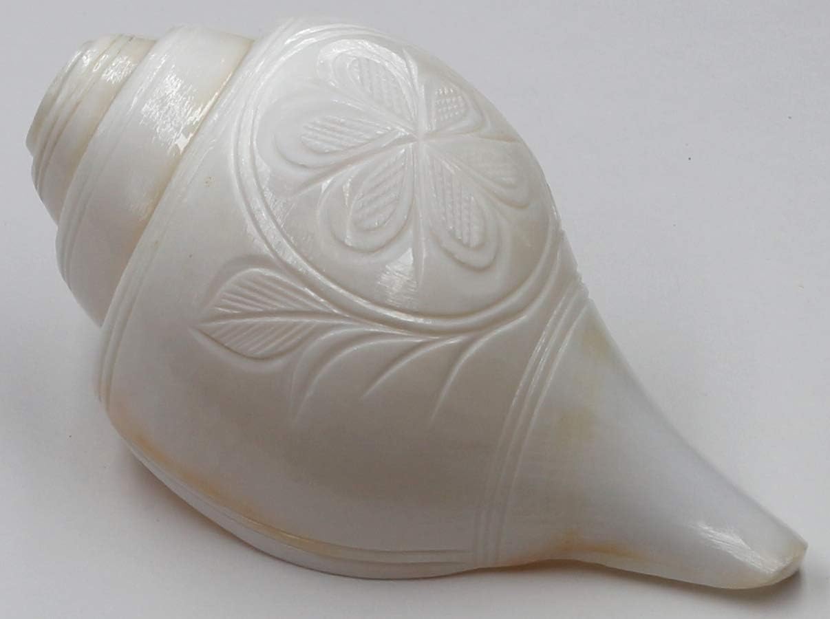 Echte blazen Shankh Vamavarti BAJNEWALA Dattatreya Conch Shell Luid & Grote Blazende Shankh 7 Inch - Laxmi Narayan Shankha Conch Shells Shankhnaad