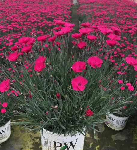 Live Plant from Green Promise Farms - Proven Winners, Dianthus Paint The Town Magenta Pinks, Bright Magenta Flowers - #1 Gallon Size Container