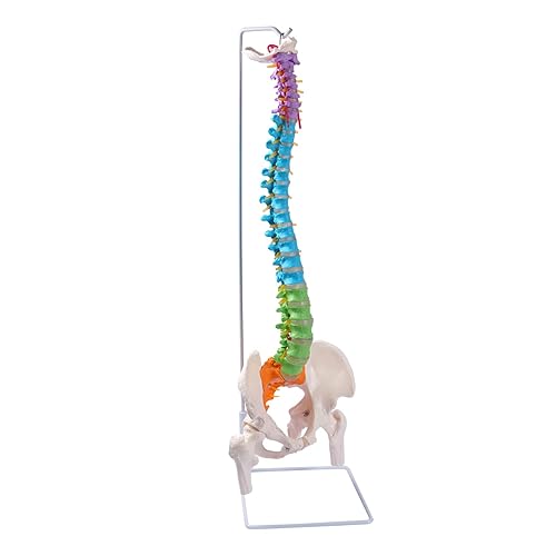 Modelo de columna vertebral flexible, modelo anatómico de médula espinal humana de tamaño real de 34.6 pulgadas con regiones codificadas por color