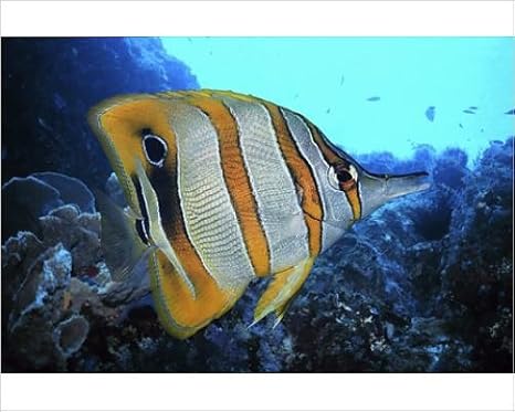 Amazon の写真印刷ハシナガチョウチョウウオ 合成イメージ アートフレーム ポスター オンライン通販 Amazon の写真印刷ハシナガチョウチョウウオ 合成イメージ アートフレーム ポスター オンライン通販