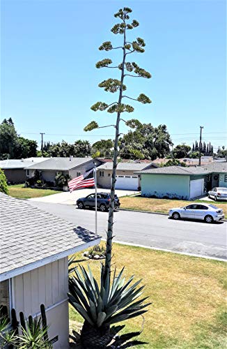 Agave Americana Blue Century Plant - Large (Live Bareroot Plant) #TOP6