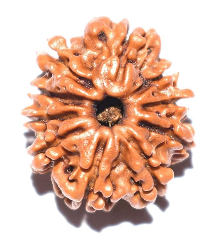 Rudraksha perle 10 au visage pour votre rituel de yoga et bien-être à la maison