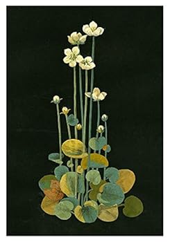 Mary Delany: Grass of Parnassus Boxed Small Notecards