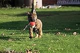 Dingo Gear Weicher Echtlederball mit Griff für das Beißtraining, Ø 11 cm, Hundespielzeug zum Apportieren und Belohnen, zufällige Auswahl