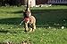 Dingo Gear Weicher Echtlederball mit Griff für das Beißtraining, Ø 11 cm, Hundespielzeug zum Apportieren und Belohnen, zufällige Auswahl