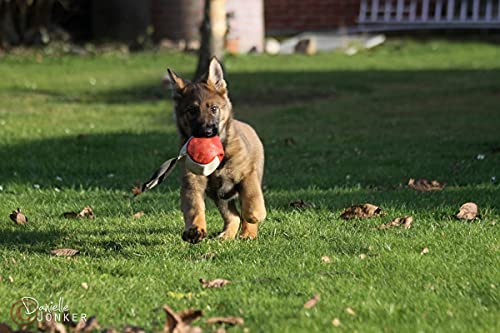 Dingo Gear Weicher Echtlederball mit Griff für das Beißtraining, Ø 11 cm, Hundespielzeug zum Apportieren und Belohnen, zufällige Auswahl