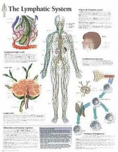 The Lymphatic System chart: Wall Chart