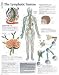 The Lymphatic System chart: Wall Chart