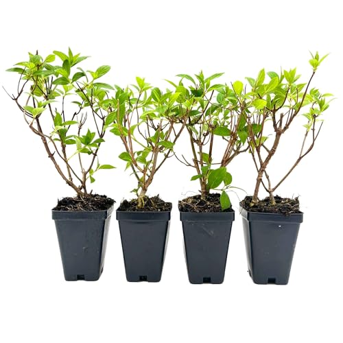 4 Brussels Lace Panicle Hydrangea – Elegant, Long-Blooming Shrub with Delicate White Flowers for Borders, Gardens & Containers – (Hydrangea Paniculata ‘Brussels Lace’) in 3.5″ Cubes, Live Plants