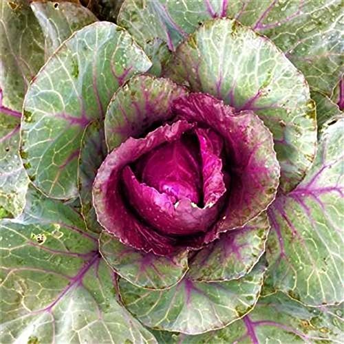 All Season Gardens HYBRID RED CABBAGE SEEDS(VEGETABLE SEEDS) 50 Seeds (B07RCJXPFL) Amazon Price History, Amazon Price Tracker
