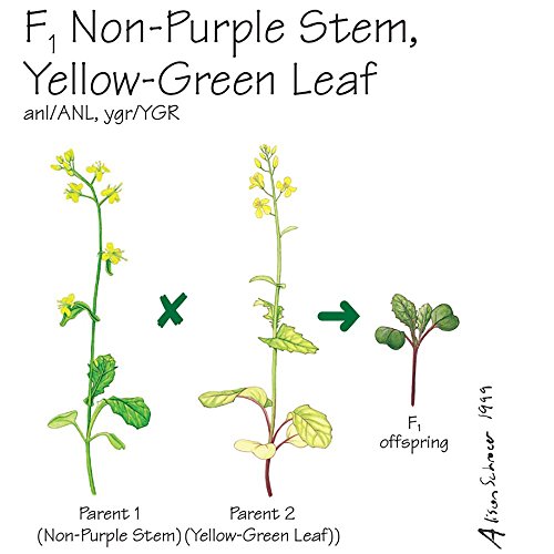 Brassica rapa Wisconsin Fast Plants, F1 Non-Purple Stem, Yellow-Green Leaf