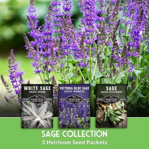 Survival Garden Seeds Sage Collection Seed Vault - White, Culinary & Victoria Blue Sage (Salvia Apiana, Officinalis, Farinacea) - Non-GMO Heirloom Seeds for Your Garden - Image 3
