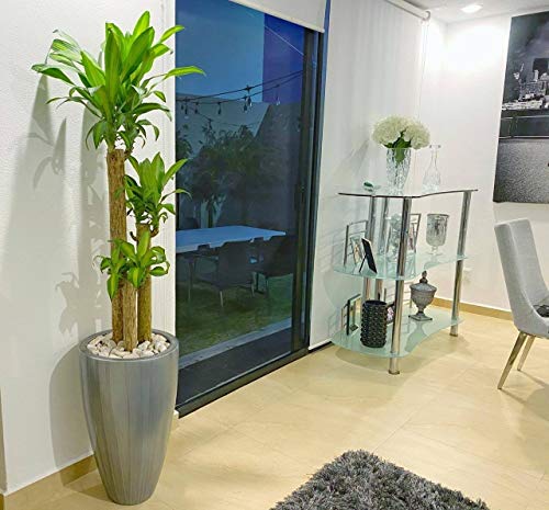 Macetas, Home maceta fibra vidrio Marca Green Boutique (2)