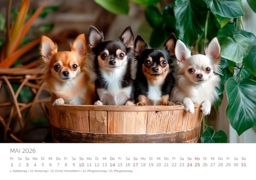 Edition Seidel Premium Kalender Wau Ein Jahr Mit Chihuahua 2026 Format DIN A3 Wandkalender Tiere Welpe Rüde Hündin Haustier Mode Lifestyle Zuhause Melanie Viola