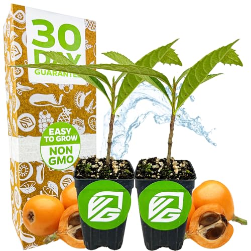 Loquat Tree â€“ Eriobotrya Japonica by Wellspring Gardens â€“ Live Subtropical Fruit Tree â€“ Sweet, Juicy Golden Fruit â€“ Great for Containers, Patios & Warm Climates (2-Pack)